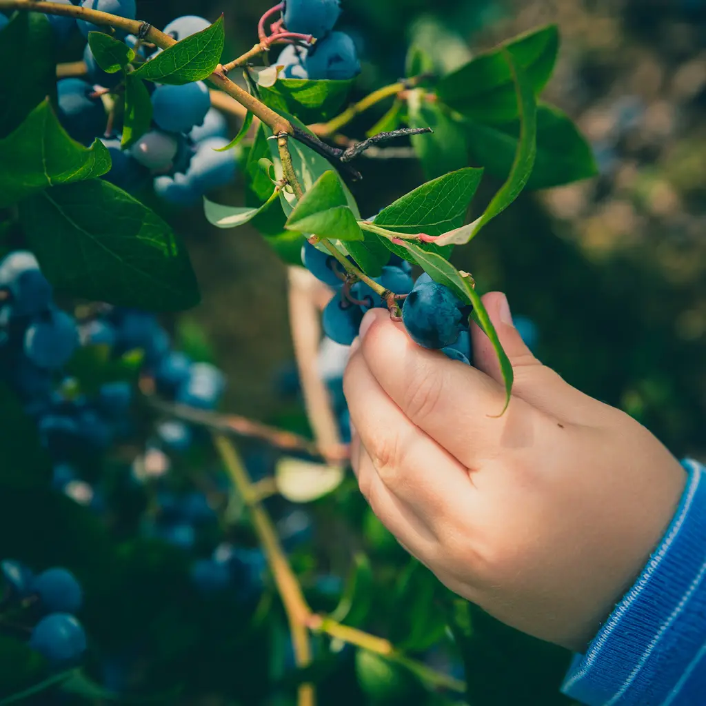 Barn plukker økologiske blåbær – Økoland
